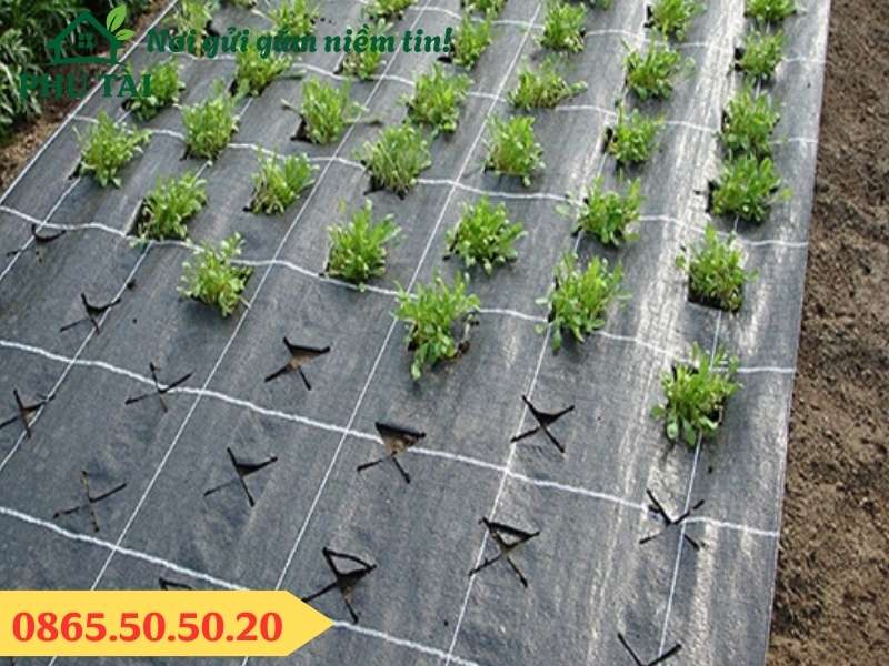 Bạt phủ cỏ, bạt chống cỏ giá rẻ cho nhà kính