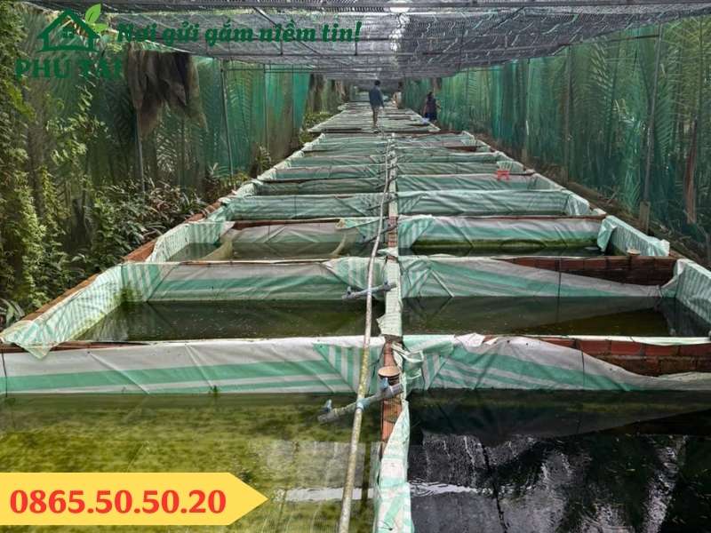 Bạt sọc trắng xanh lá lót bể nuôi cá