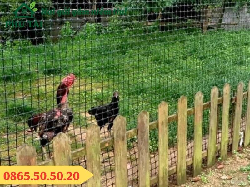 Lưới nhựa hàng rào hdpe được sử dụng nhiều trong nông nghiệp về độ cao tuổi thọ trên 5 năm