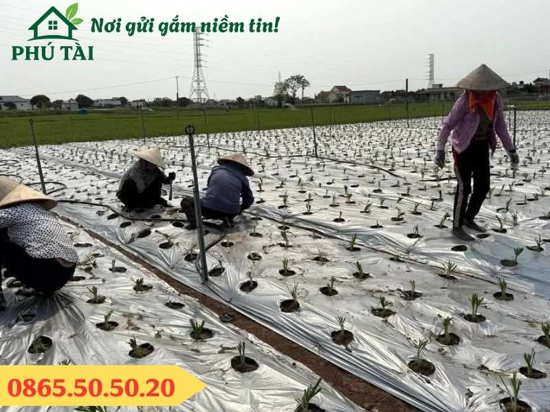 Màng phủ nông nghiệp tiết kiệm phân bón, ngăn cỏ mọc