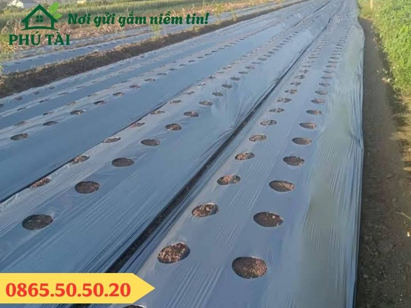 Màng phủ nông nghiệp trong trồng trọt