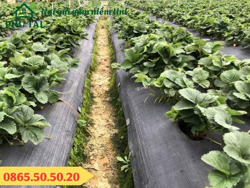 Sử dụng bạt phủ cỏ trong nông nghiệp