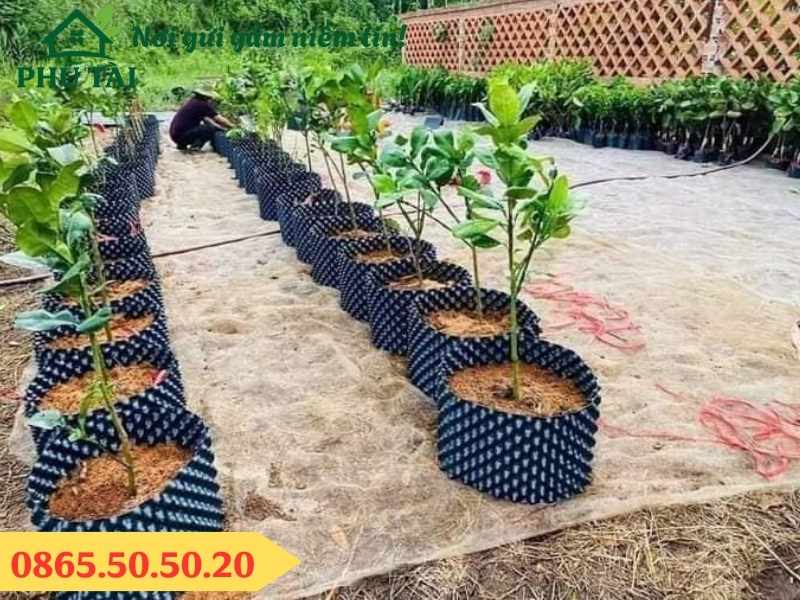 Sử dụng bầu ươm cây giống