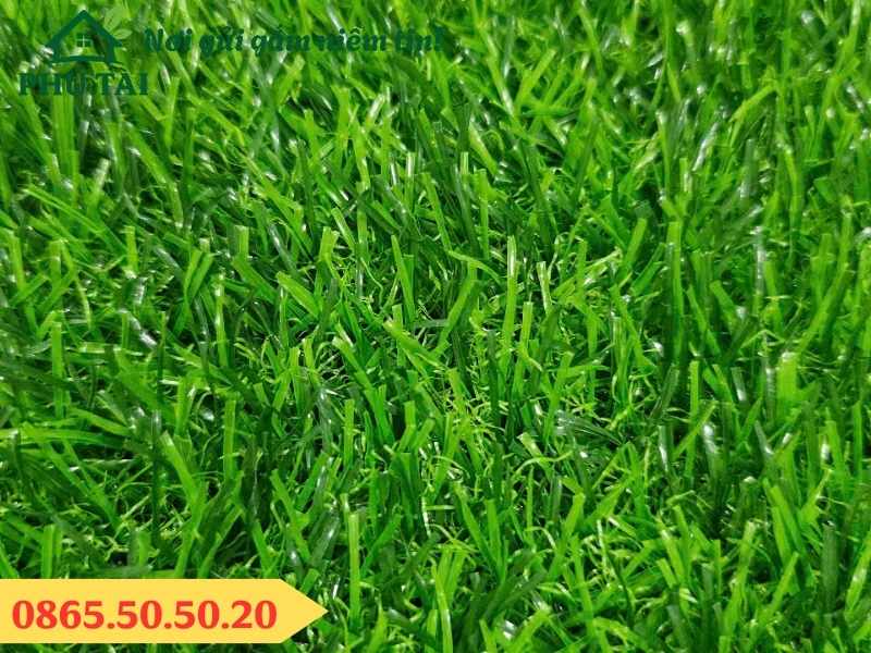 Thảm cỏ 2.5cm màu cỏ đậm và tươi pha trộn