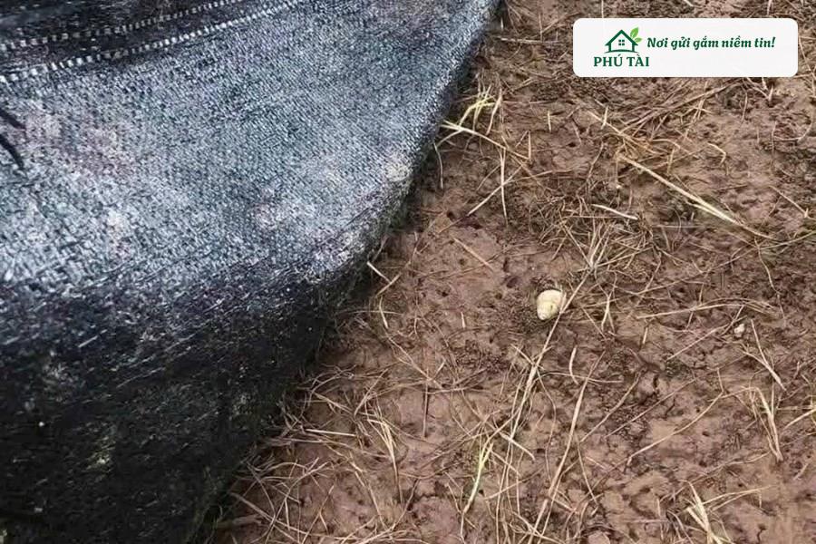 Hiệu quả triệt tiêu cỏ dại và giữ ẩm đất tuyệt đối dưới lớp bạt phủ cỏ Phú Tài