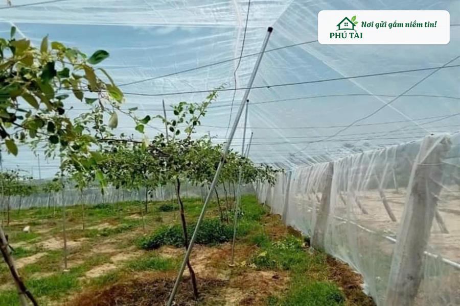 Mô hình nhà màng nông nghiệp công nghệ cao căng lưới chắn côn trùng ngăn ruồi vàng